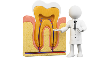3D-Zahnarzt-Figur vor Zahn-Querschnitt erklärt die Zahnstruktur.